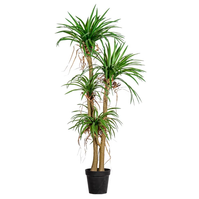 Dracaena Marginata - 실내/실외 가정용 나무 모형 드라카나 마르기나타