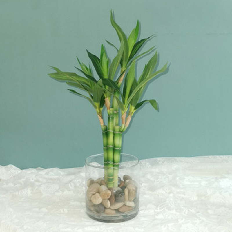 새로운 40cm rFtificial 행운의 대나무 즙이 - Echeveria Succulent 리뷰 및 가격