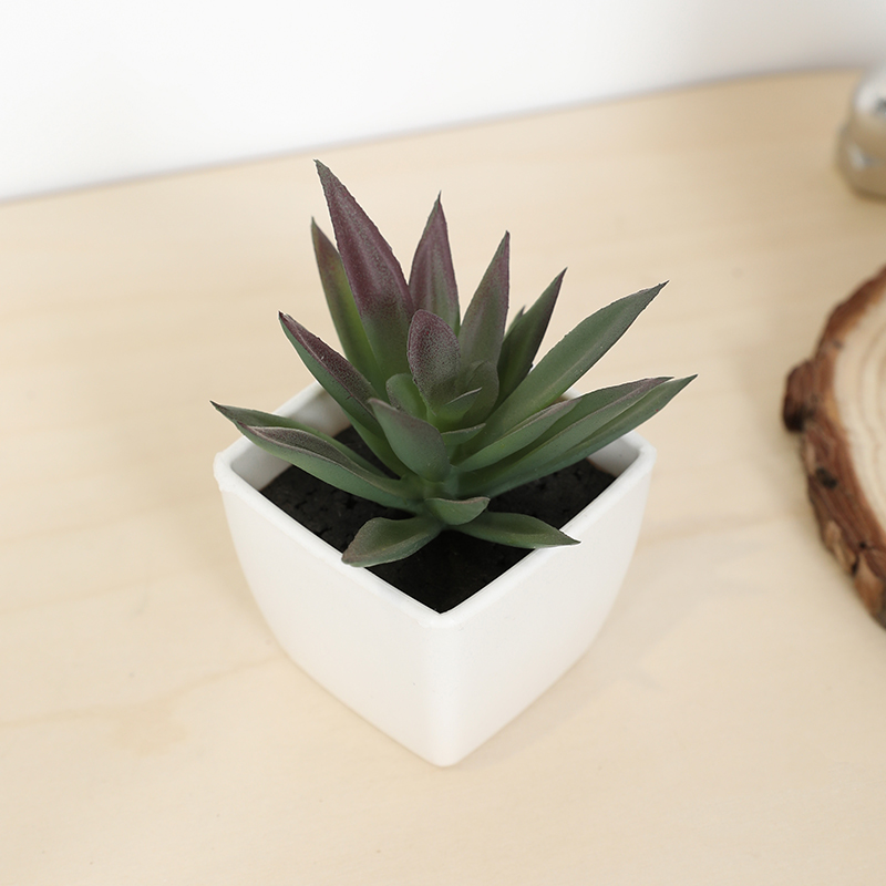 미니 인공 즙이 많은 요정 컵 작은 화분, 플라스틱 흰 - Echeveria Succulent 리뷰 및 가격