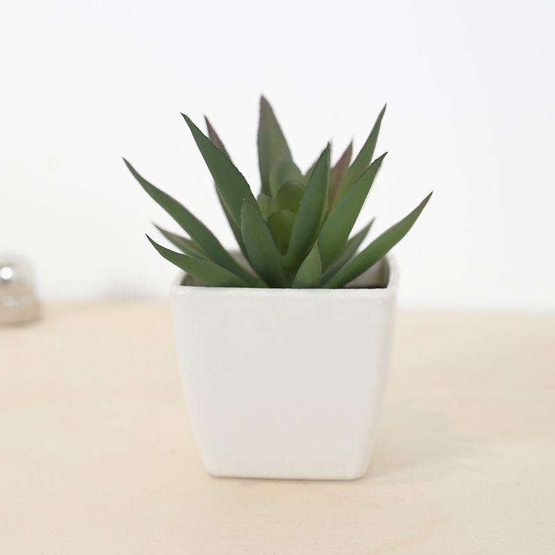 미니 인공 즙이 많은 요정 컵 작은 화분, 플라스틱 흰 - Echeveria Succulent 리뷰 및 가격